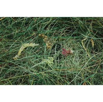 Krmivo pro hlodavce Krmivo Samfarm 4 kg křeček , fretky, osmák degu , králíky, myši, pískomily, krysy, činčily, morče , veverky