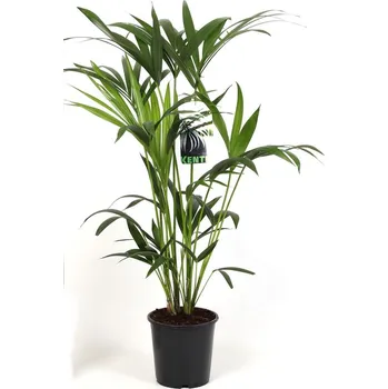 Sazenice Palma Howea Forsteriana 85 - 100 cm