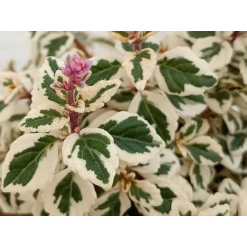 Sazenice Hemizygia 'Candy Kisses' Balení: kontejner p17