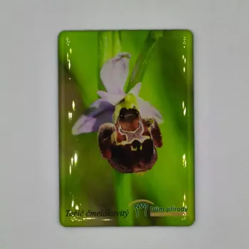 Dekorativní magnet Magnetka - Tořič čmelákovitý