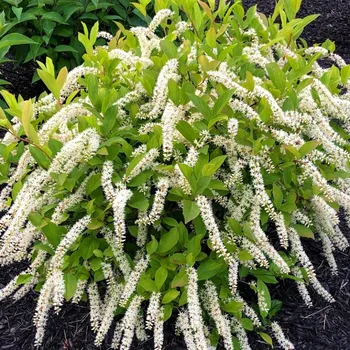 Sazenice ITEA VIRŽINSKÁ ´HENRY´S GARNET´ kont. 2,5L