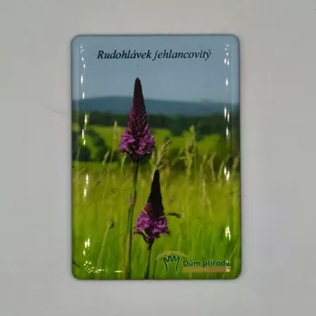 Dekorativní magnet Magnetka - Rudohlávek jehlancovitý