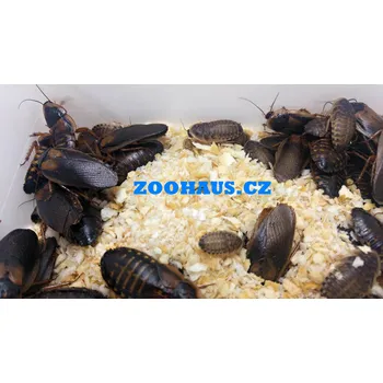 Chovatelství Šváb argentinský – subadult/adult ks: balení 100 ks