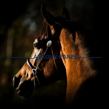 Látkový panel - Kůň hnědý - KON - 04 Velikost: 15x15cm, Materiál: Kočárkovina