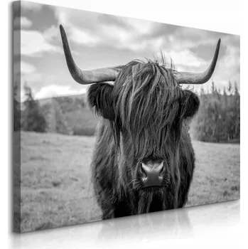 Obraz OBRAZ DO LOŽNICE SKOTSKÁ KRAVA NA POZADÍ TRÁVY ČERNOBÍLÁ KRAJINA 40x30