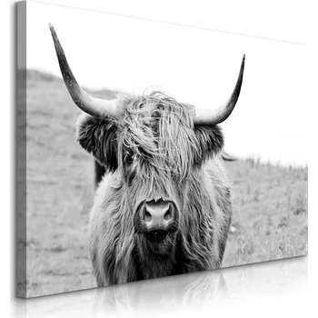 Obraz OBRAZ NA PLÁTNĚ SKOTSKÁ KRAVA ČERNOBÍLÁ KRAJINA PŘÍRODA LOUKA 100x70