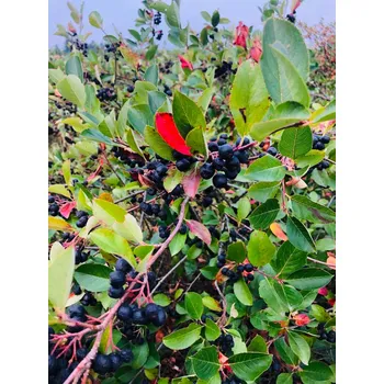 Šťáva z ARONIE 100% 2l (lisovaná, NFC)