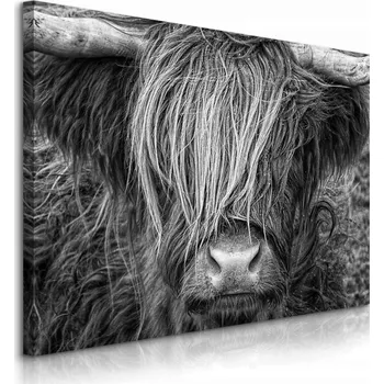 Obraz OBRAZ NA PLÁTNĚ SKOTSKÁ KRAVA ZVÍŘATA PŘÍRODA DO OBÝVÁKU LOŽNICE 40x30