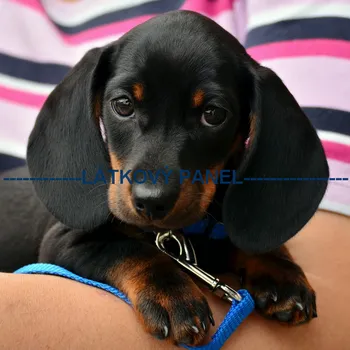 Látkový panel - Pes - PS-111 Velikost: 15x15cm, Materiál: Bavlna