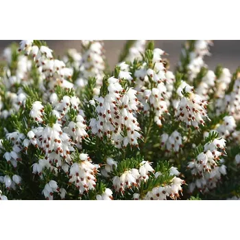 Sazenice levandule-online.cz Erica darleyensis 'White Perfection'