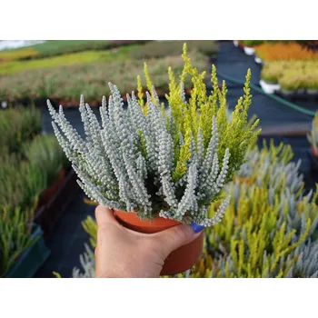 Sazenice levandule-online.cz Calluna vulgaris Garden Girls - Vřes obecný SUNSET