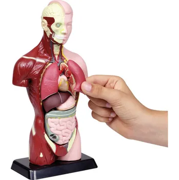 Výuková hračka BETZOLD Model lidské tělo orgány a svaly