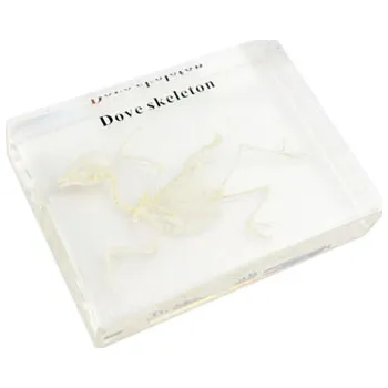 Výuková hračka ADENA MONTESSORI Kostra ptáka