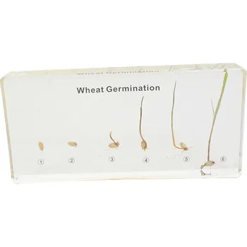 Výuková hračka ADENA MONTESSORI Preparát Vývoj pšenice