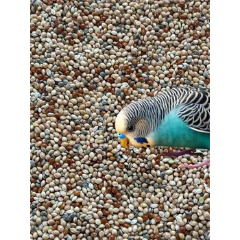 Krmivo pro ptáka Proso mix 5 kg krmivo pro papoušky, zrní: proso žluté, červené, zelené, smíšené