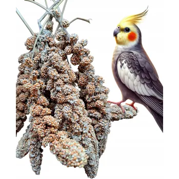 Krmivo pro ptáka Senegalské proso v klasech 5 kg – krmivo pro papoušky, krmivo pro ptáky, zrní