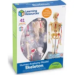 Learning Resources - Anatomický model kostry