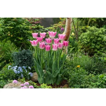 Semeno Tulipán 'Siesta' 5 ks