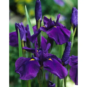 Semeno Kosatec 'Hong Kong hollandica' 10 ks