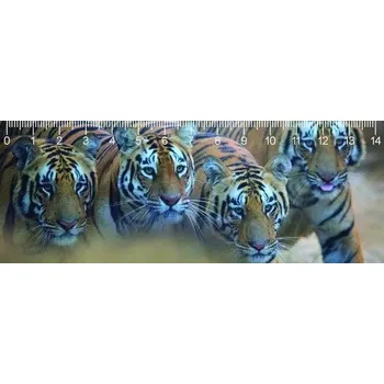 Dekorativní magnet Pravítko 3D - Bengal tigers deep