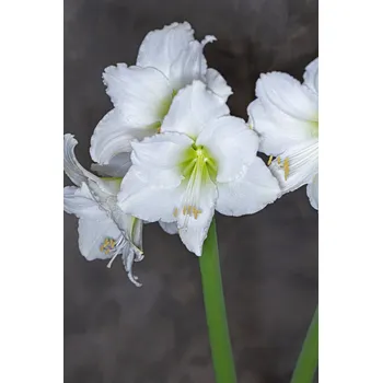 Semeno Hvězdník 'White Jumbo' 1 ks