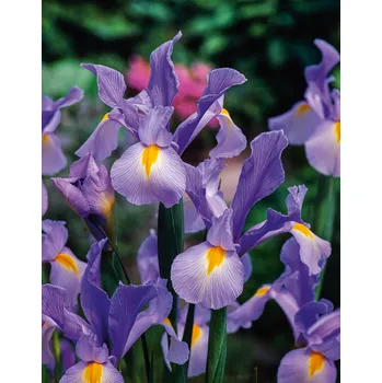 Semeno Kosatec 'King Mauve hollandica' 10 ks