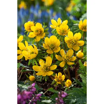 Semeno Talovín cilicijský Eranthis cilicica 10 kusů