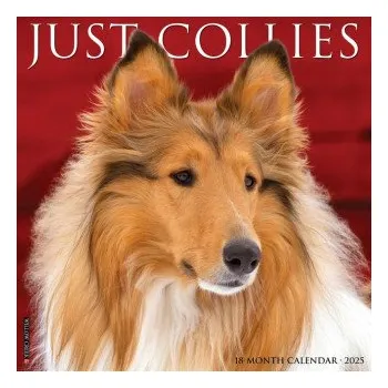Kalendář Collies 2026 12 X 12 Wall Calendar (EN)