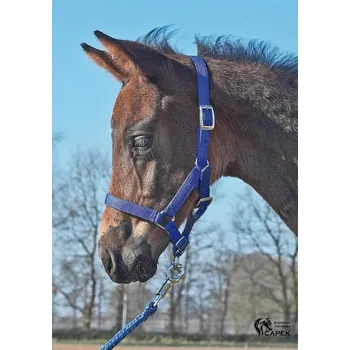 Hříběcí ohlávka Busse -FOHLEN- - Černá