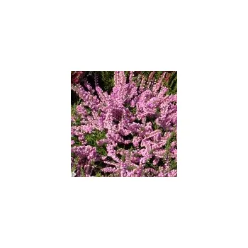 Sazenice Calluna vulgaris Jimmy Dyce 8/12 cm