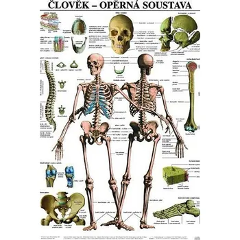 Bystrá hlava Plakát - Člověk - Opěrná soustava