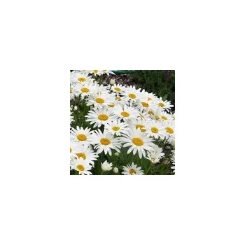 Sazenice Leucanthemum maximum Snow Lady