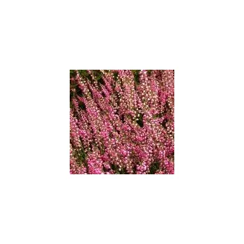 Sazenice Tušimice Školky Studený Calluna vulgaris Barbara Fleur 8/12 cm