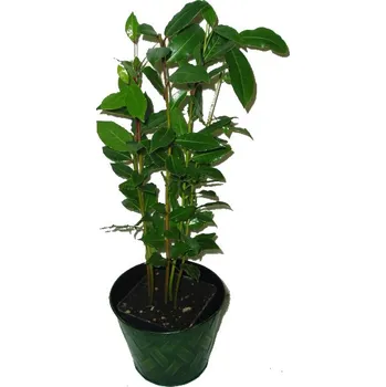 Sazenice Vavřín - bobkový list minimálně 3 rostliny v květináči