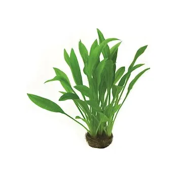 Přírodní kámen Echinodorus grisebachii ´Amazonicus´