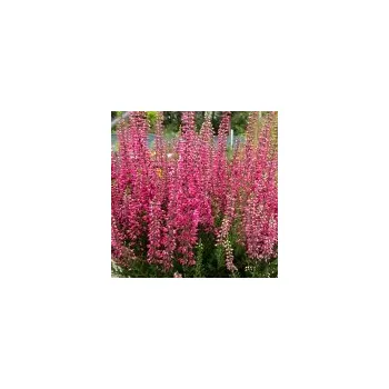Sazenice Calluna vulgaris Selly (R) 15/20 cm