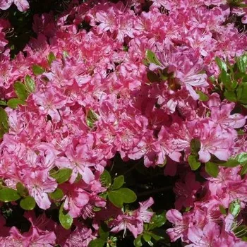 Sazenice Rhododendron obtusum Diamant Rose 20/30 cm