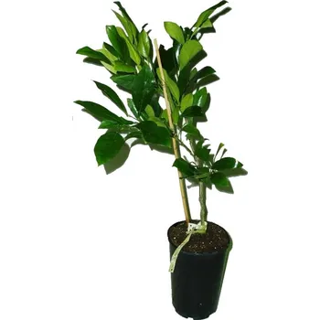 Sazenice Citrus hanayu