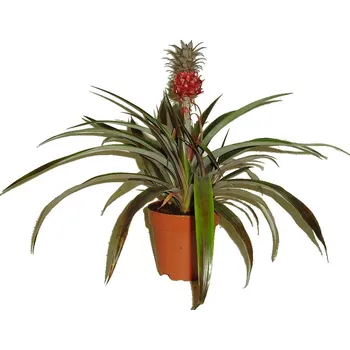 Sazenice Ananasovník Pacifico Red (Rosita) s plodem- červený RARITA