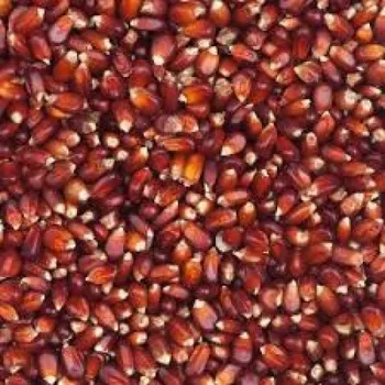 Pro ptáka Fauna Hradil Kukuřice bordeaux - červená Hmotnost: 10 kg