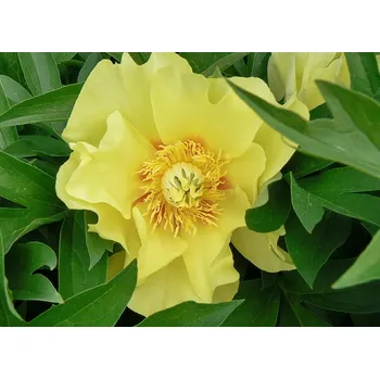 Sazenice Pivoňka Going Bananas 1 ks