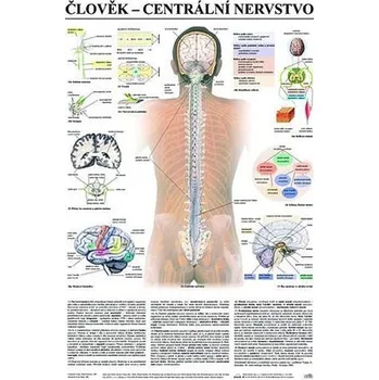 Bystrá hlava Plakát - Člověk - centrální nervstvo