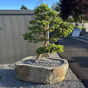 Květináč Kameny.cz Žulový květináč s bonsají borovice – tsukubai 140x90x60 cm