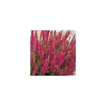 Sazenice Calluna vulgaris Disco Queen 8/12 cm
