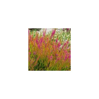Sazenice Calluna vulgaris Firefly 8/10 cm