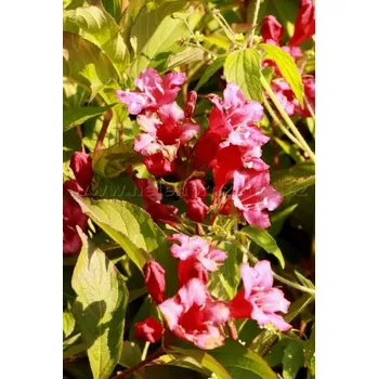 Sazenice Vajgélie květnatá 'Red Prince' 15-30 cm Ko1l
