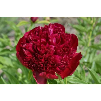 Sazenice Pivoňka Peter Brand 1 ks