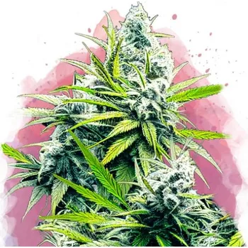 Semeno Nirvana - B-52 5 ks