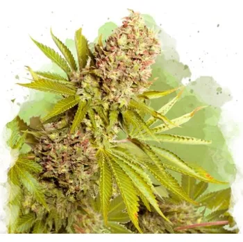 Semeno Nirvana - AK-48 Auto 3 ks