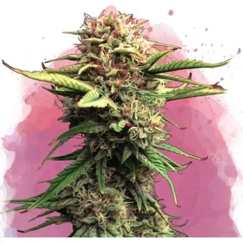 Semeno Nirvana - Jock Horror 5ks